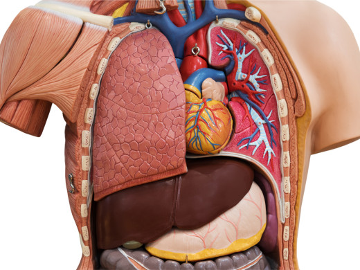 Nemoci střev škodí plicím – a naopak