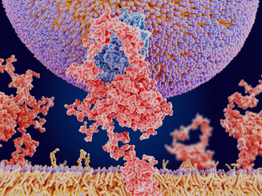 Lipoprotein (a) a diabetes
